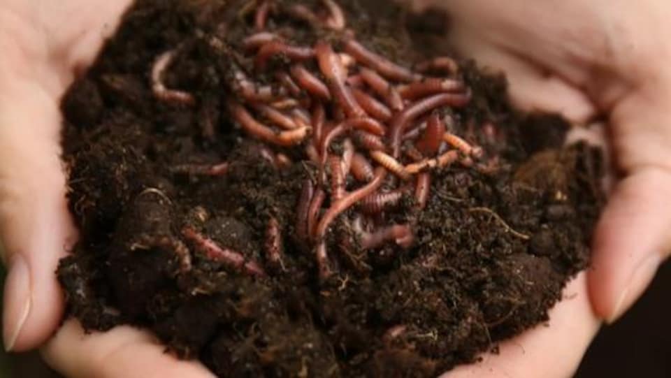 Terram Vermiculture gagne sa cause contre la Commission de protection