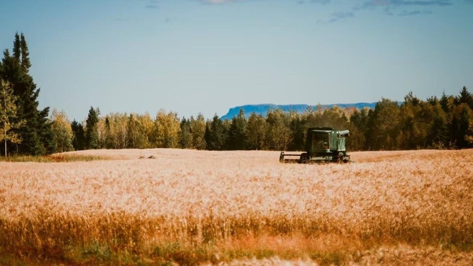 Un tracteur dans un champ de blé.
