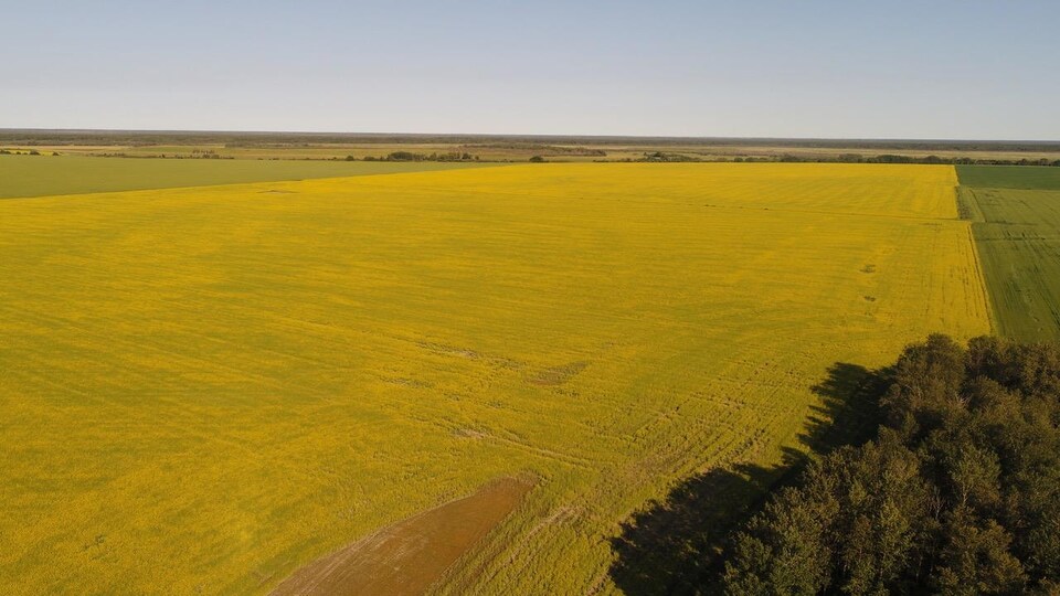 Vue aérienne d'une terre agricole à Le Pas, au Manitoba.