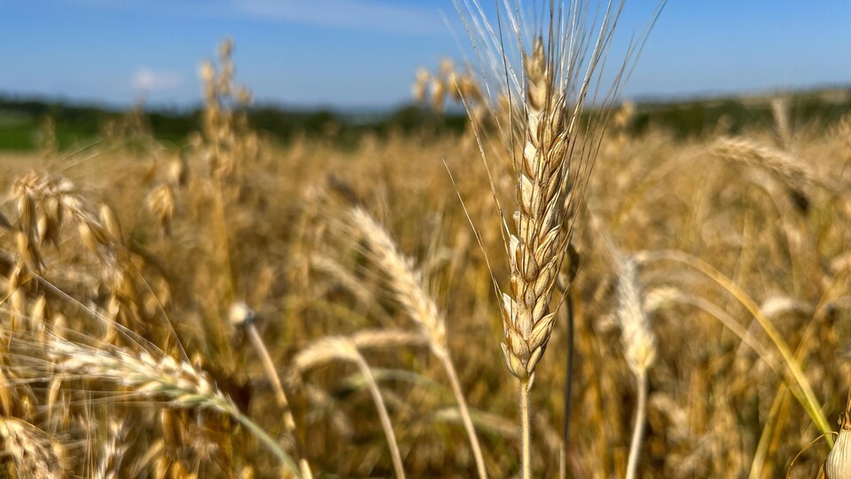 Un champ de blé sous un ciel bleu.