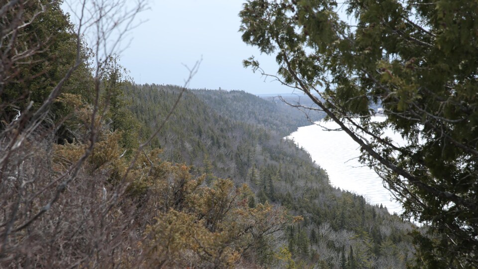 Forêt densément peuplée de différents types d'arbres.