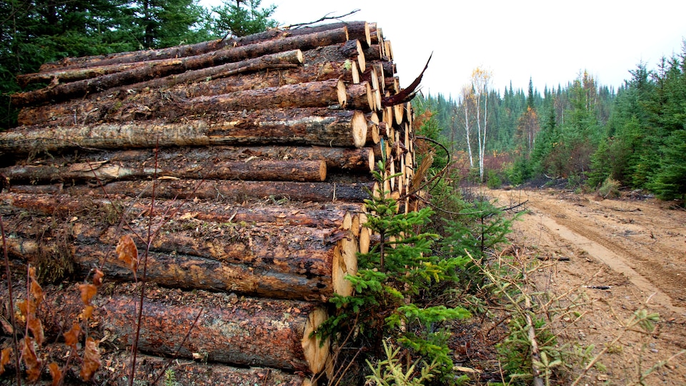 Des coupes forestières dans le territoire des Atikamekw.