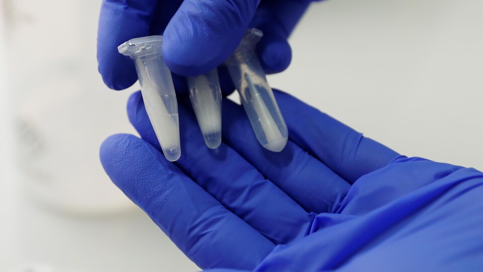 Deux mains couvertes de gants chirurgicaux bleus tiennent trois petites éprouvettes contenant des échantillons pour des tests de dépistage de la COVID-19, le 30 octobre 2020, dans un laboratoire de Vienne, en Autriche.