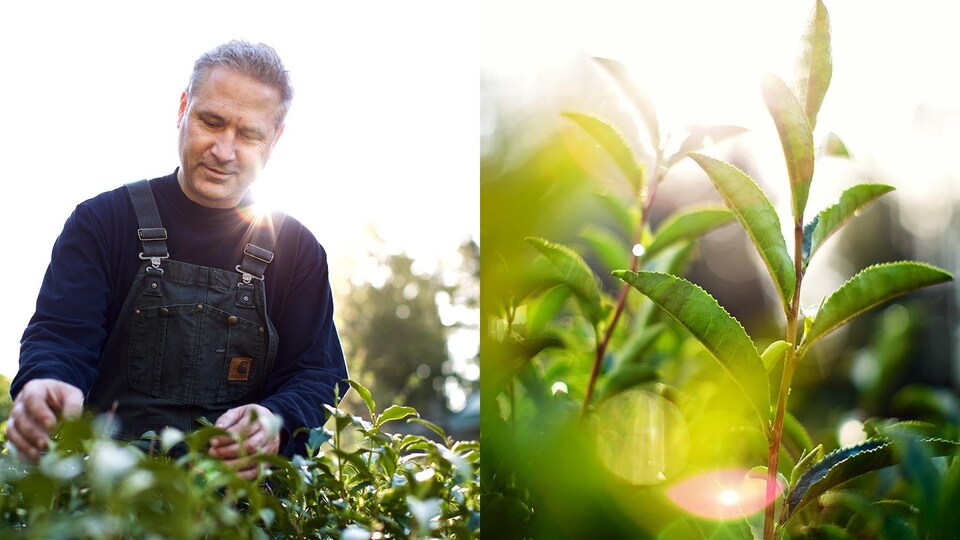 un homme touchant des feuilles de thé, au soleil.