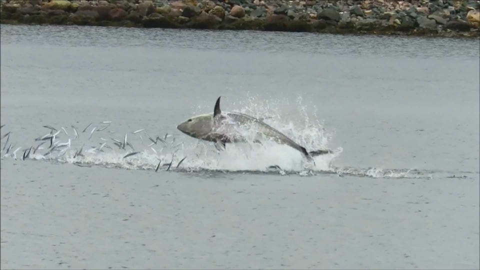 Capture d'écran de la vidéo de Ronald O’Toole montrant un thon sautant hors de l'eau.