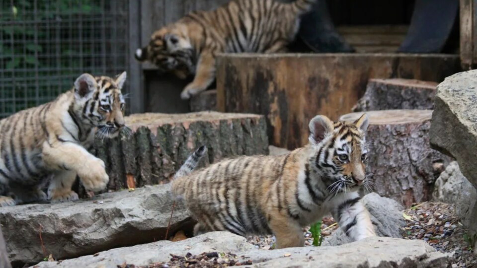 Trois tigres dans leur enclos.