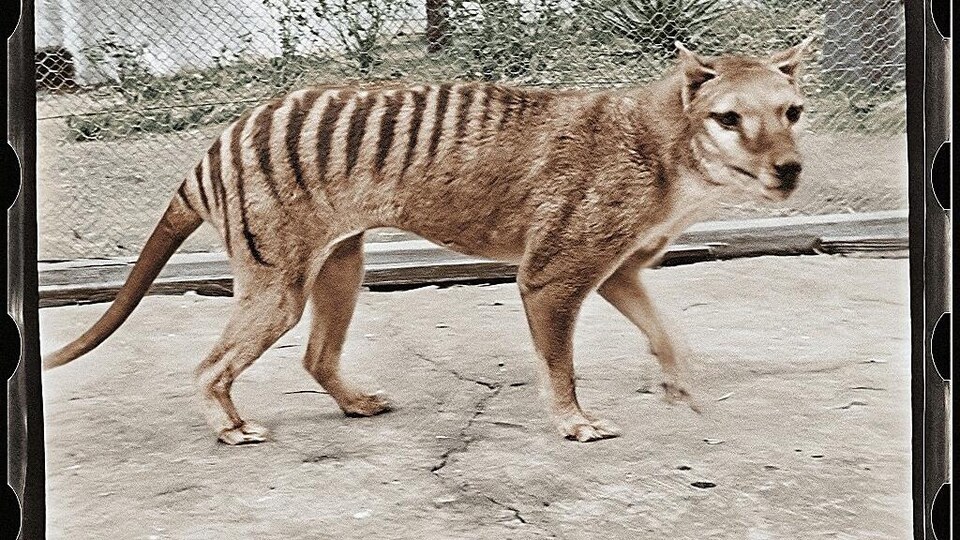 Image tirée de la vidéo colorisée du dernier tigre de Tasmanie.