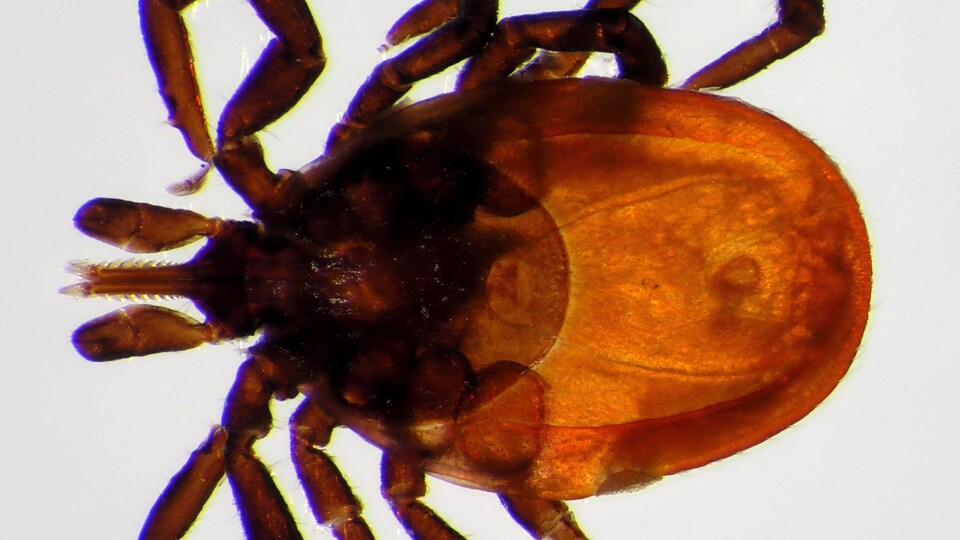 Une tique femelle (Ixodes pacificus Cooley & Kohls), vecteur potentiel de la maladie de Lyme
