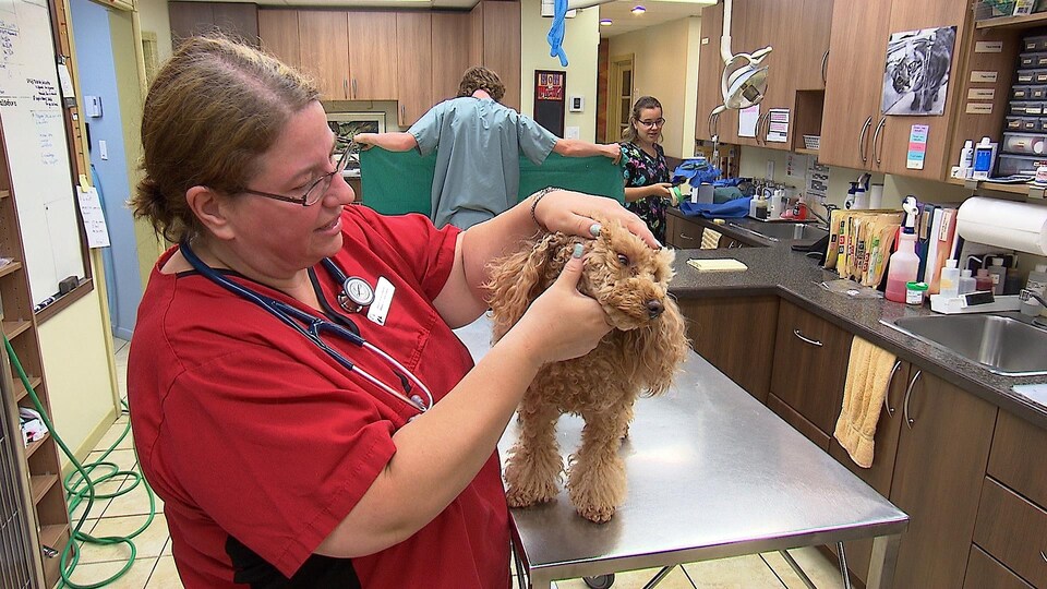 La vétérinaire procède à la vérification d'un chien à la recherche de tiques.
