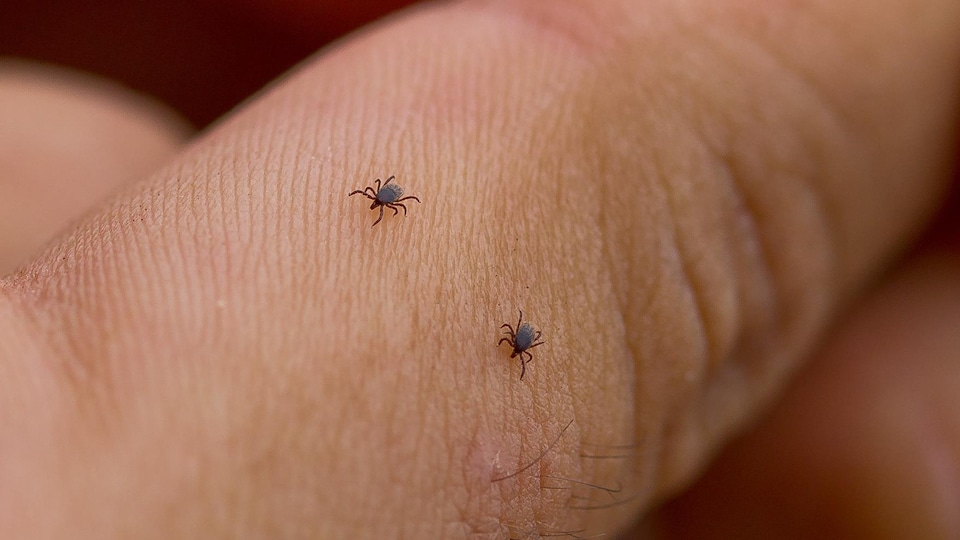 Deux tiques de l'espèce responsable de la maladie de Lyme sur un doigt.