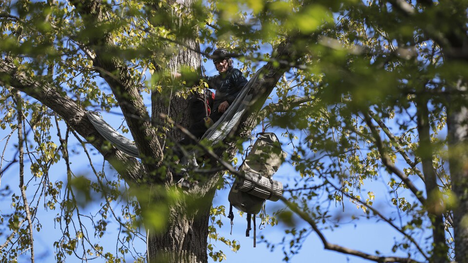 Un homme perché dans un arbre.