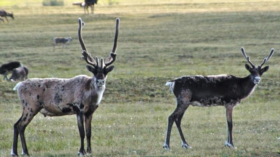 Des caribous issus de la harde de Bluenose-Est.