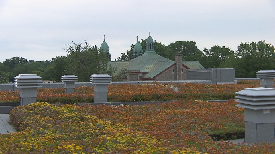 toit avec des fleurs et au loin, le toit d'une église