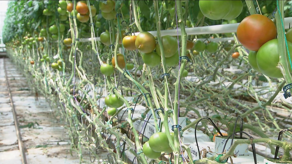 Tomates produites en serre