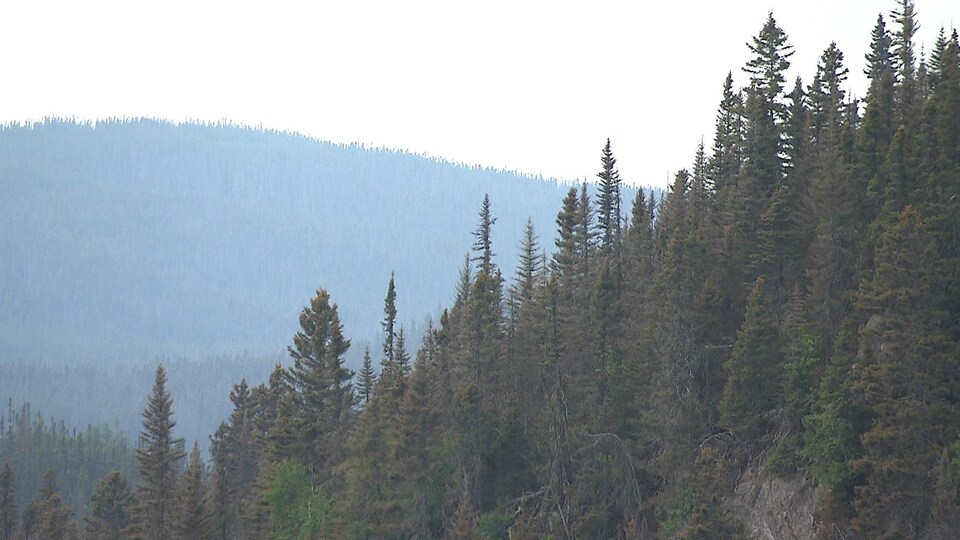 Des arbres abimés par la tordeuse