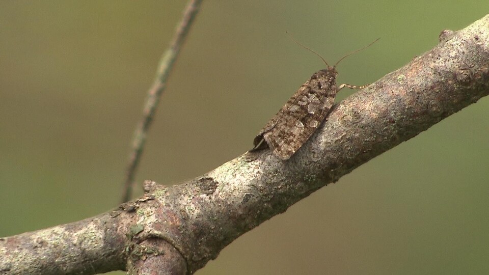 Un papillon de la tordeuse des bourgeons de l'épinette sur une branche