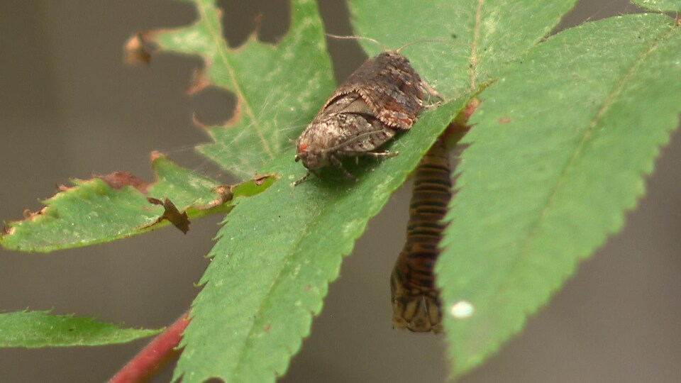 Un papillon de la tordeuse des bourgeons de l'épinette sur une feuille.