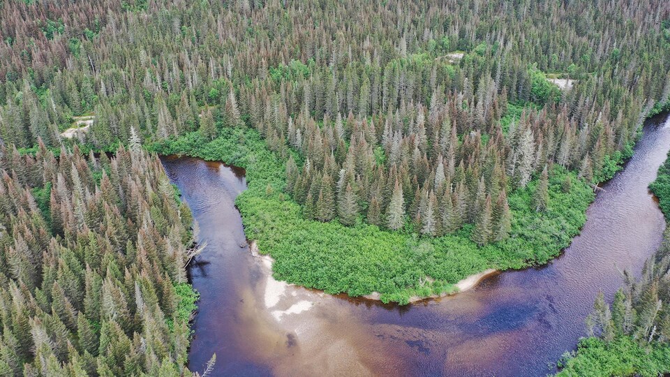 Une vue aérienne d'une forêt et d'une rivière.
