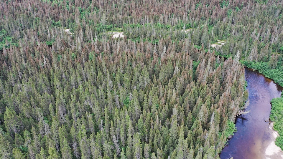Vue aérienne d'une forêt.
