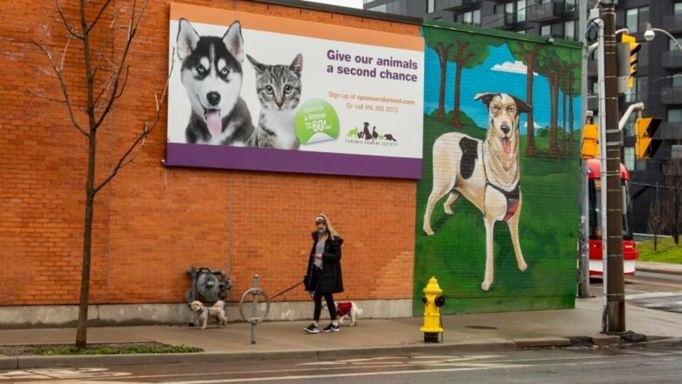 Une personne promène deux chiens en face de l'édifice de la Humane Society de Toronto.
