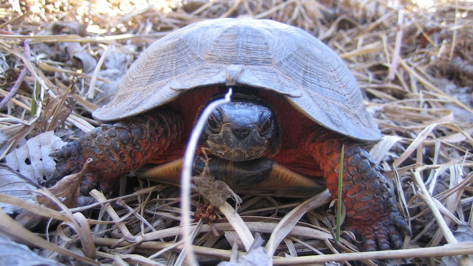 Une tortue des bois au Parc national Kouchibouguac.