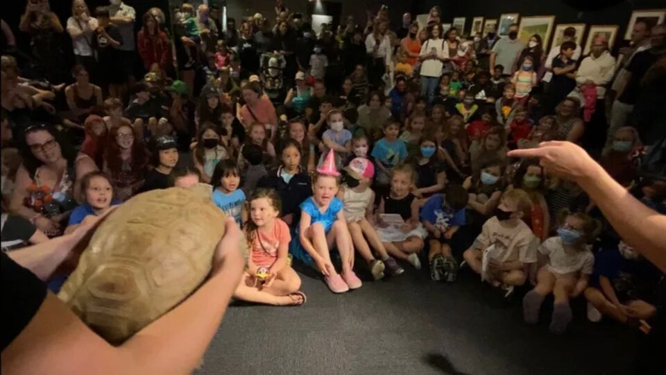 Une tortue montrée aux enfants.