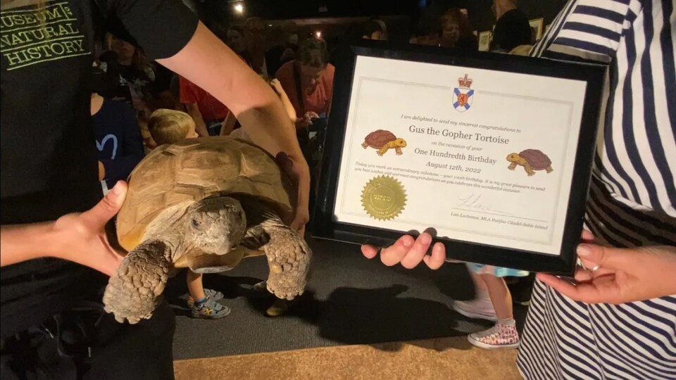 Une tortue avec un certificat de centenaire.