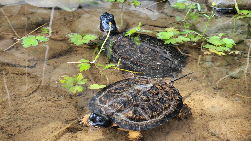 Des tortues des bois dans l'eau. 