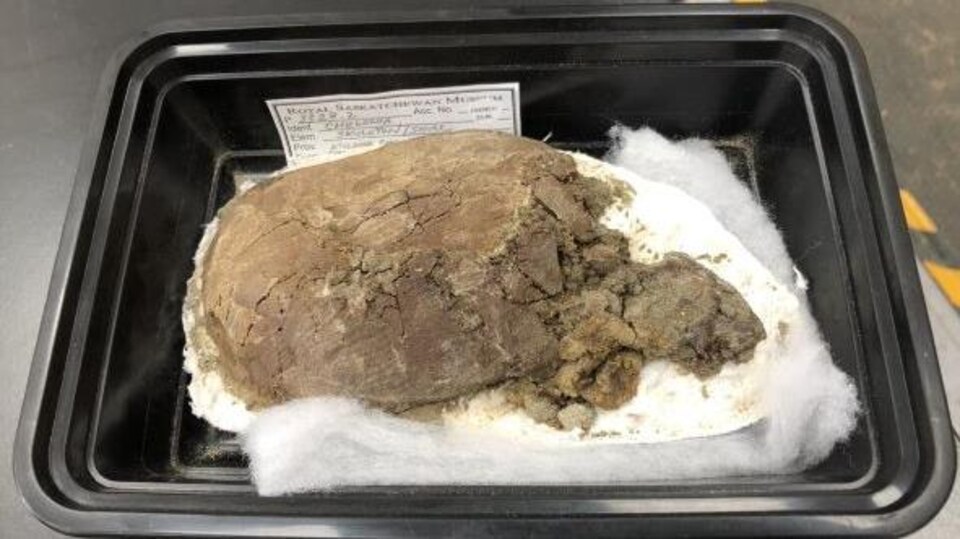 Les restes fossilisés d'une tortue dans une cuvette en plastique.