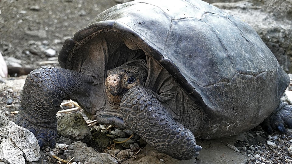 Une tortue géante.