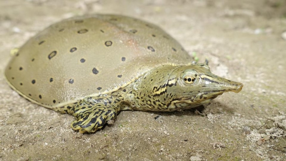 Une tortue-molle à épines.
