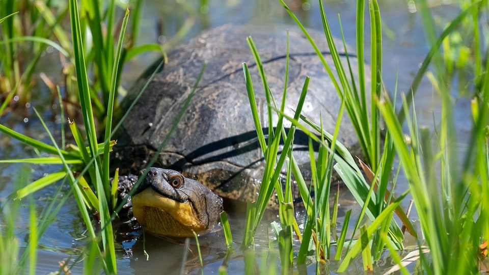 Une tortue de taille moyenne nage dans un marais.