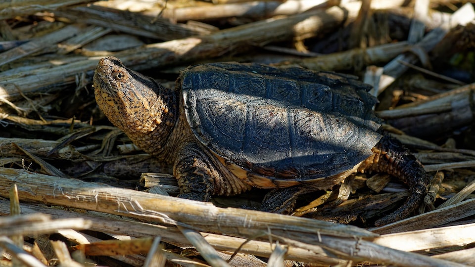 Une tortue mouchetée dans la forêt.