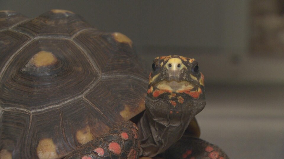 Une tortue tend le cou et le regard vers la caméra.