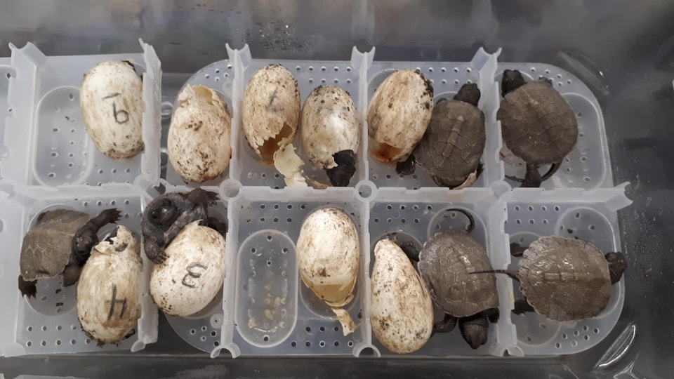 Des bébés tortues des bois sortent de leurs œufs dans un incubateur en laboratoire.