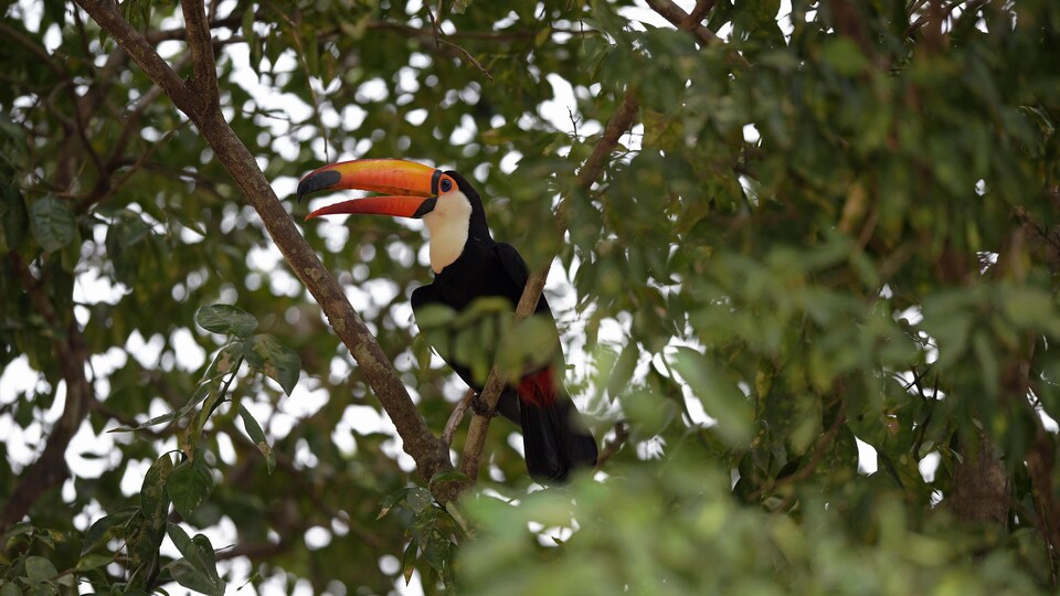 Un toucan avec son bec caractéristique repose sur une branche d'arbre, au milieu du feuillage.