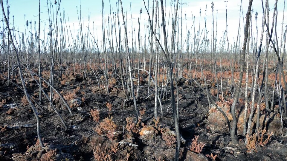 Une tourbière près de Steen River, en Alberta, deux ans après le passage de feux de forêt survenus en 2019.