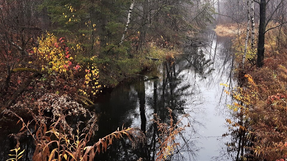 Une étendue d'eau entourée d'arbres.