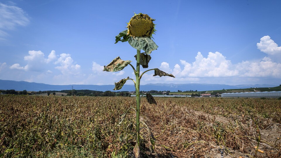 Un tournesol desséché