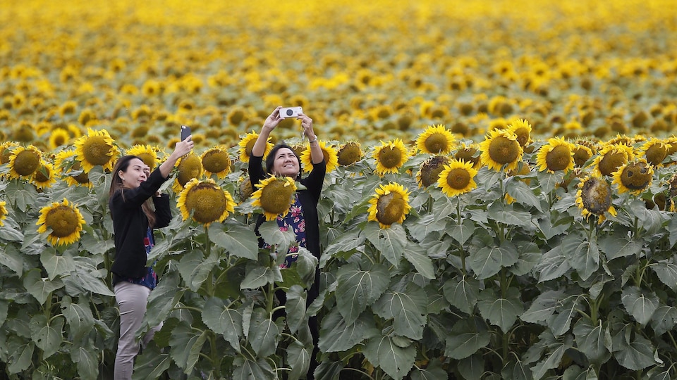 Deux femmes dans un champ de tournesols en fleur prennent des égoportraits avec leur téléphone cellulaire.
