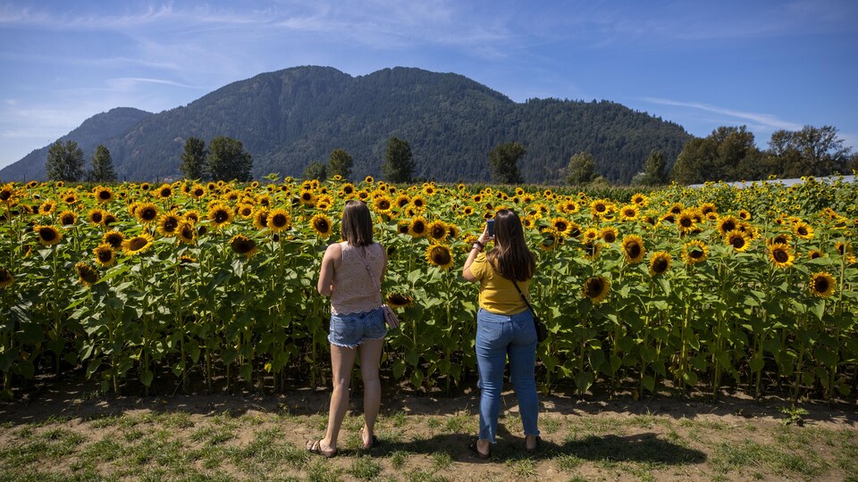 Deux femmes prennent des photos d'un joli champ de tournesols. 