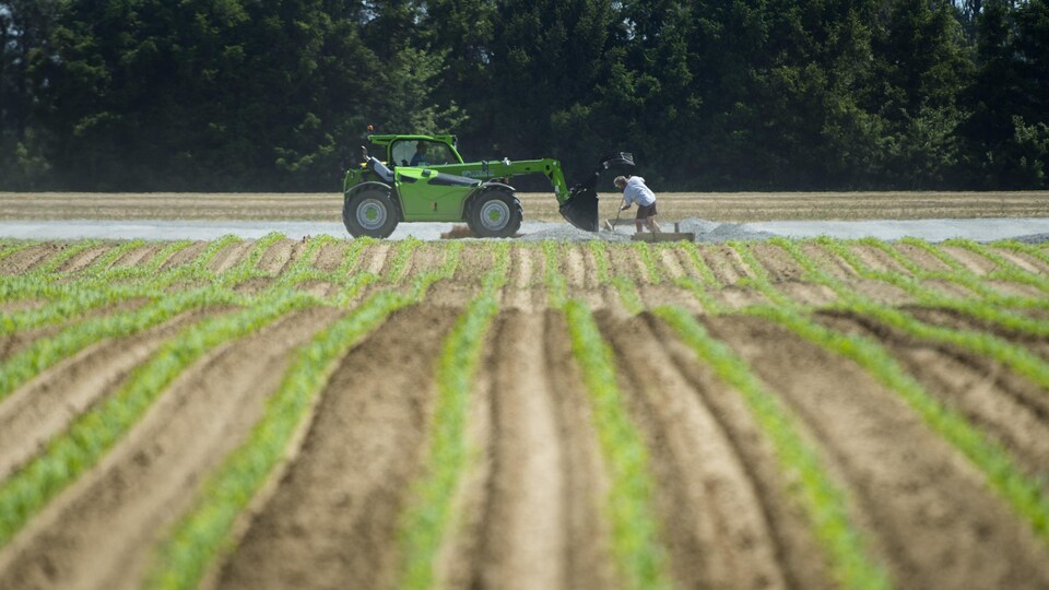 Un travailleur et son tracteur devant un champ d'asperges.