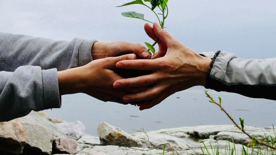 Des mains d'adulte passent une plante à des mains d'adolescent. Le fleuve se trouve en arrière plan.