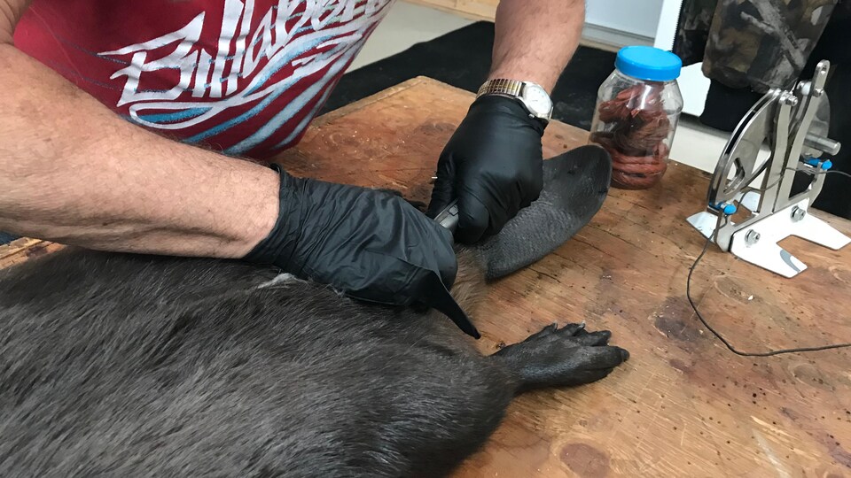 Un homme portant des gants noirs coupe l'abdomen d'un castor pour retirer sa fourrure.