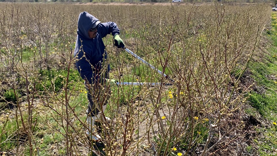 Un travailleur agricole taille les buissons de bleuets.