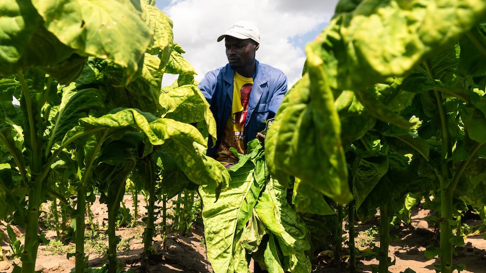 A worker tore the tobacco leaves.