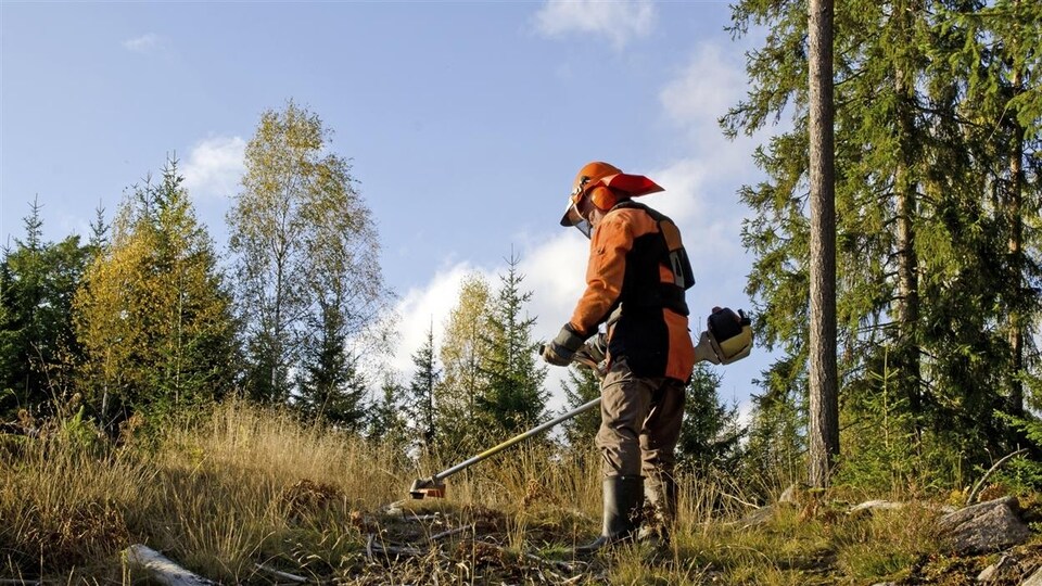 Un travailleur forestier.