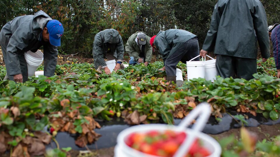 Six travailleurs agricoles cueillent des fraises dans un champ.