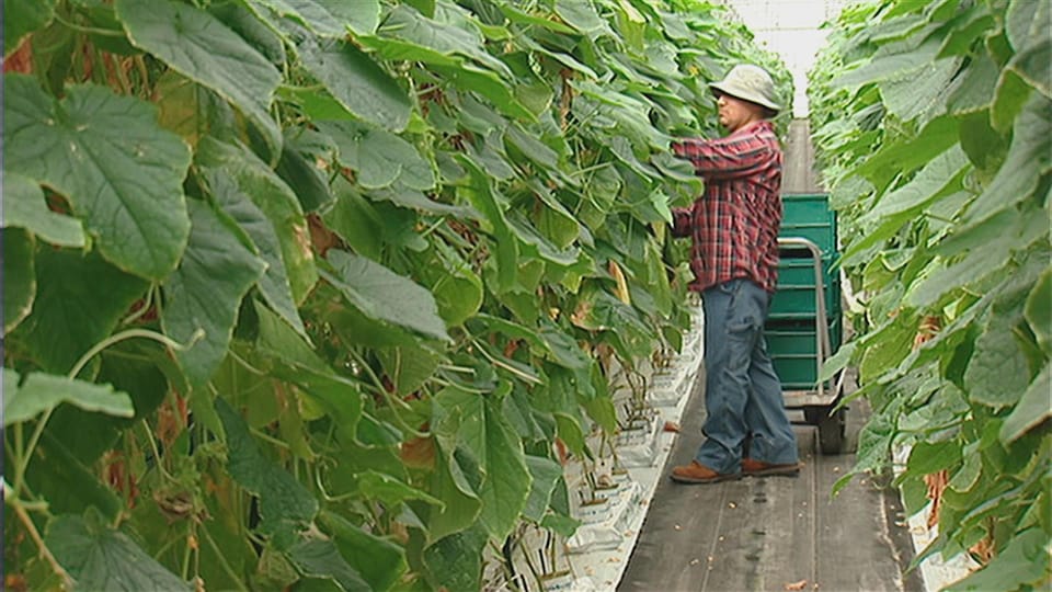 Un homme habillé pour travailler est debout dans une allée avec des bacs pour mettre les légumes derrière lui. Il a les bras dans les feuilles pour cueillir un concombre. 