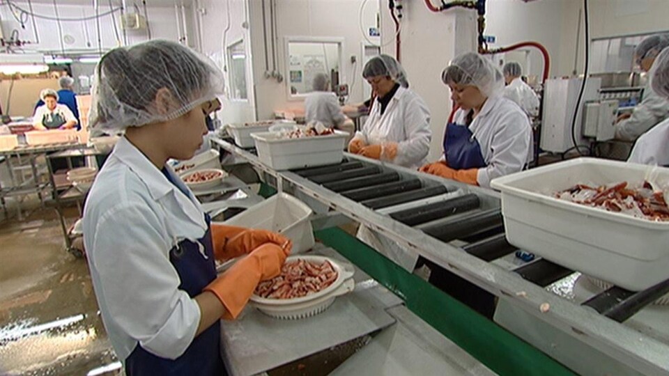 Les employées, vêtues d'un tablier et d'un bonnet, dépècent des pinces de crabe.